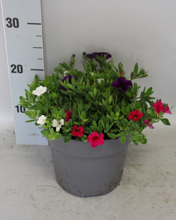 <h4>Perkplanten 19 cm Calibrachoa callie Mix Blue, White, Rose</h4>