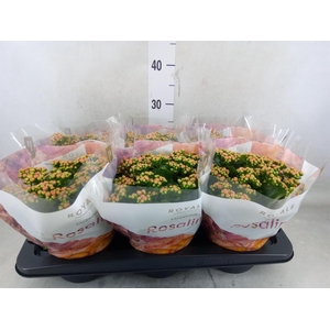 Kalanchoe blos. 'RosDon Alano'