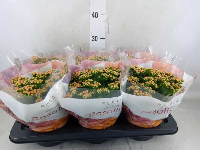 <h4>Kalanchoe blos. 'RosDon Alano'</h4>