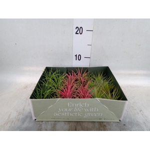 Tillandsia