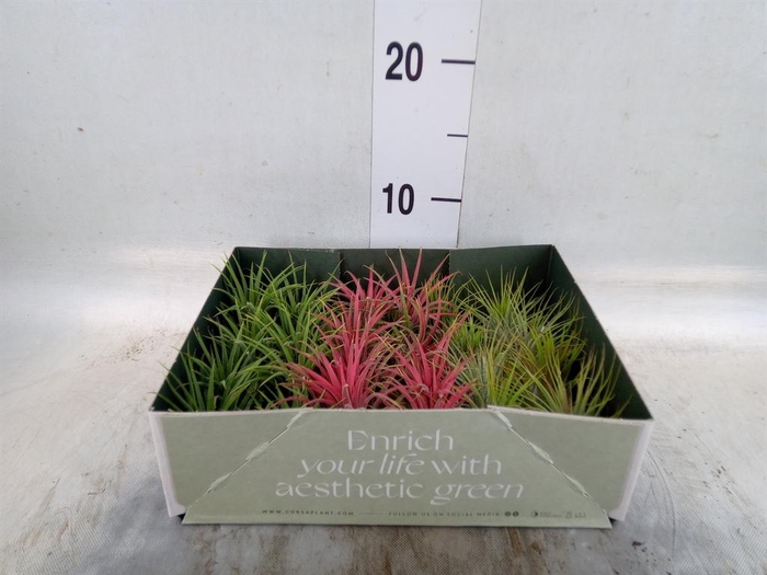 <h4>Tillandsia</h4>