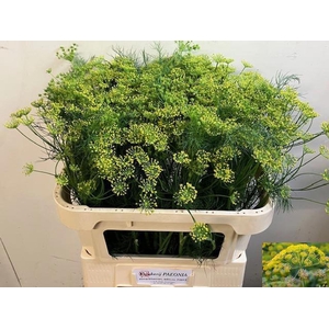 ANETHUM GRAVEOLENS ANET GRAVEOLENS