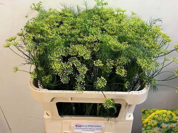 <h4>ANETHUM GRAVEOLENS ANET GRAVEOLENS</h4>