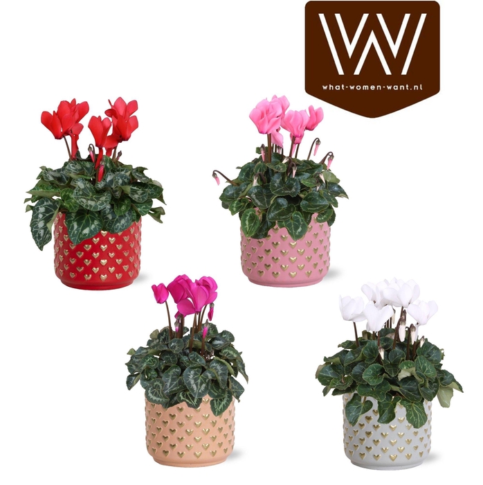 <h4>Collectie "Sympathetic Moods" - Cyclamen in pot Kaya</h4>