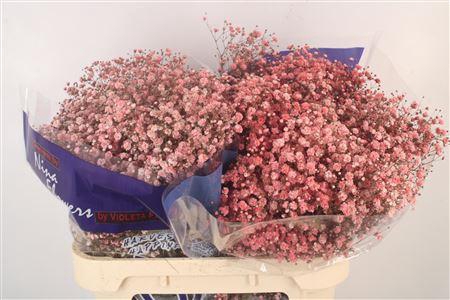 <h4>Gyps Klb Burgundy</h4>