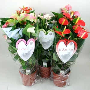 Anthurium Andr. gemengd