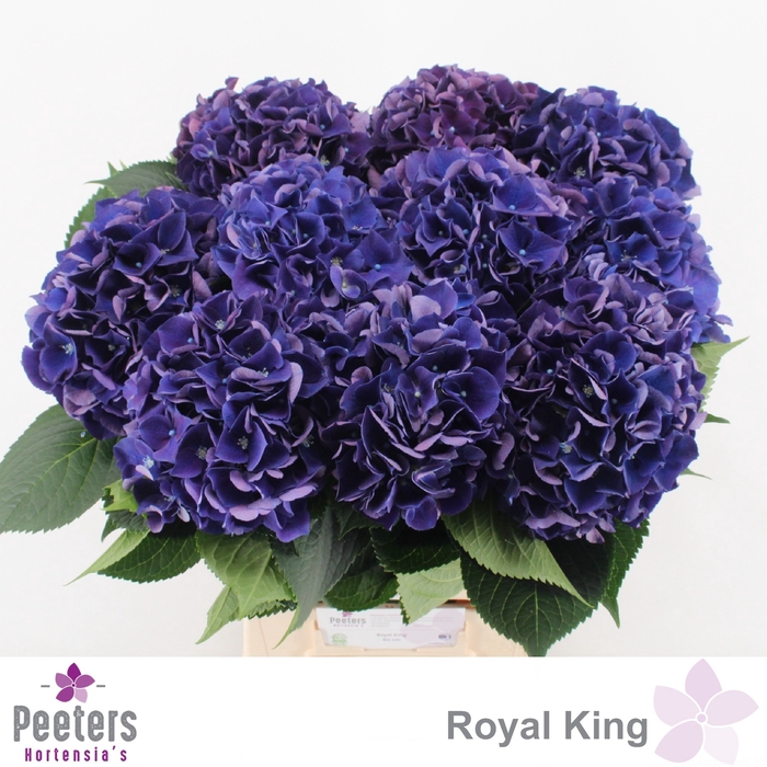 <h4>HYDR M ROYAL KING</h4>