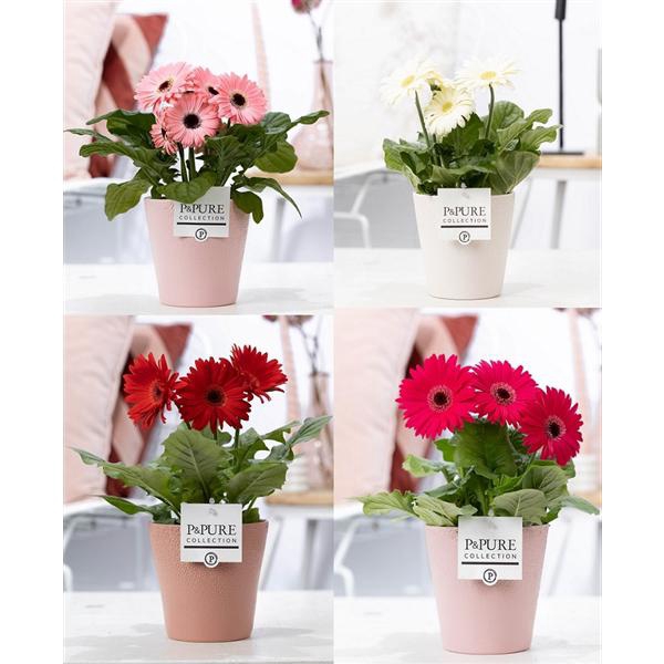 <h4>Gerbera 2-bl Mix Pure Milou</h4>