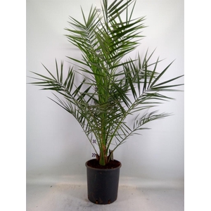Phoenix canariensis