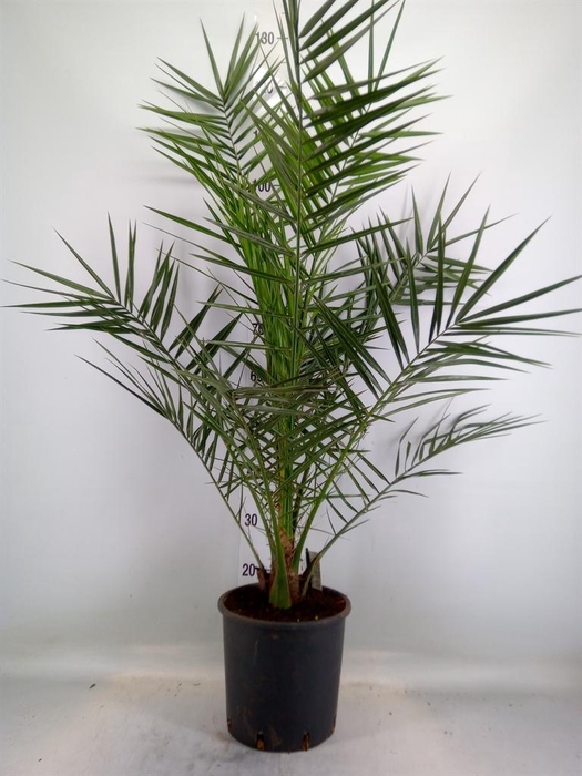 <h4>Phoenix canariensis</h4>