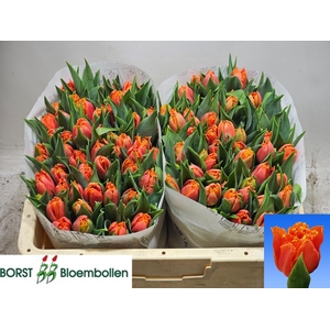 TU FR ORANGE PASSION