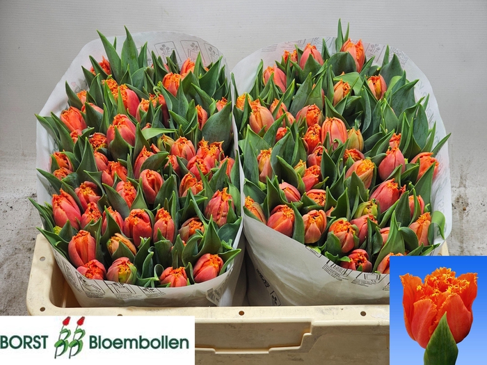 <h4>TU FR ORANGE PASSION</h4>