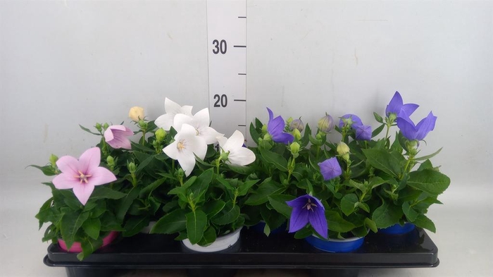 <h4>Platycodon grand. ...mix</h4>
