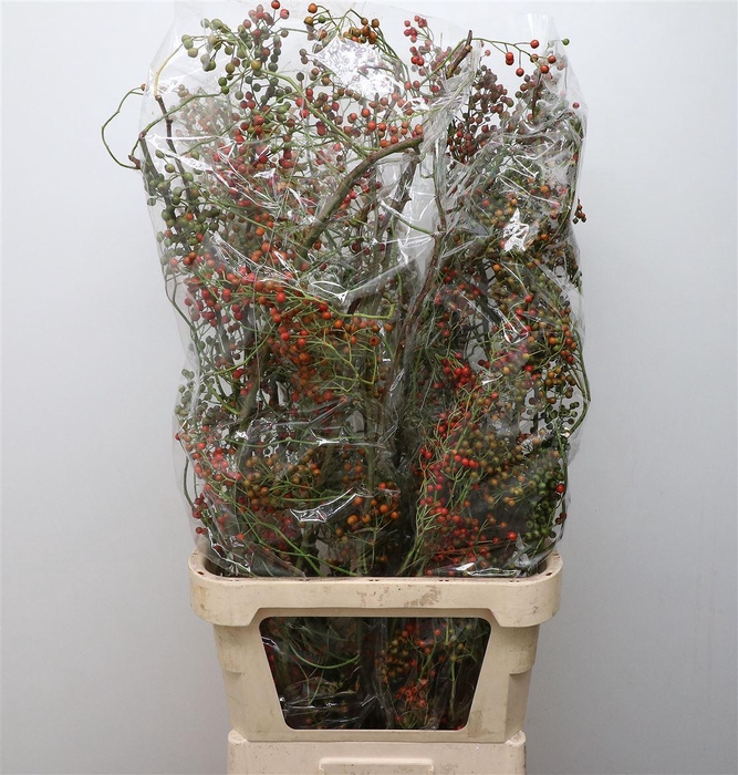 <h4>Rosa Corallo Orange Red</h4>