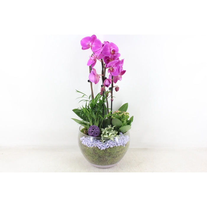 <h4>Arr2 Pl - Glas Henrik Phal. Lila</h4>