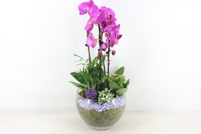 <h4>arr2 PL - Glas Henrik phal. lila</h4>