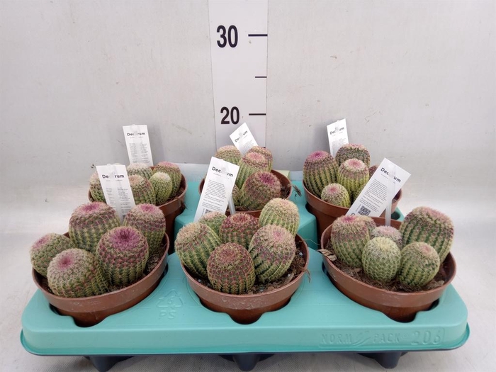 <h4>Cereus   ...</h4>