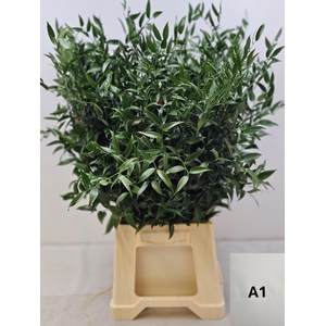 RUSCUS MIDDEL PB