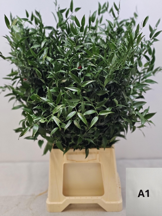 <h4>RUSCUS KORT PB</h4>