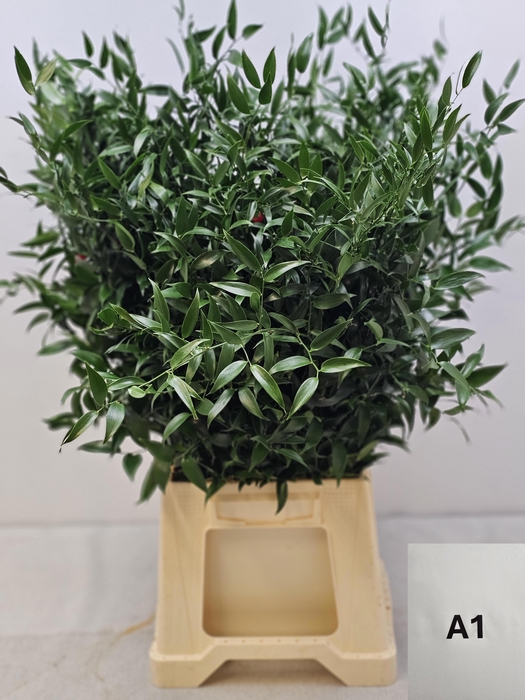 <h4>RUSCUS MIDDEL PB</h4>