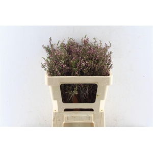 Kaaps Erica Imbrucata