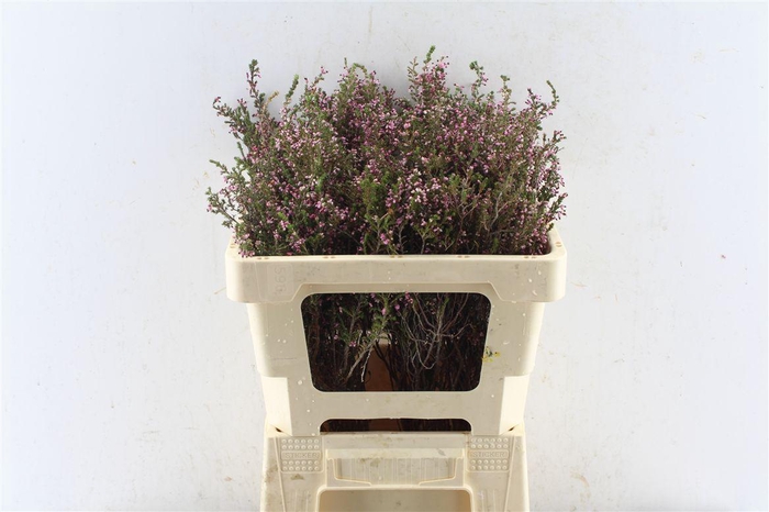 <h4>Kaaps Erica Imbrucata</h4>