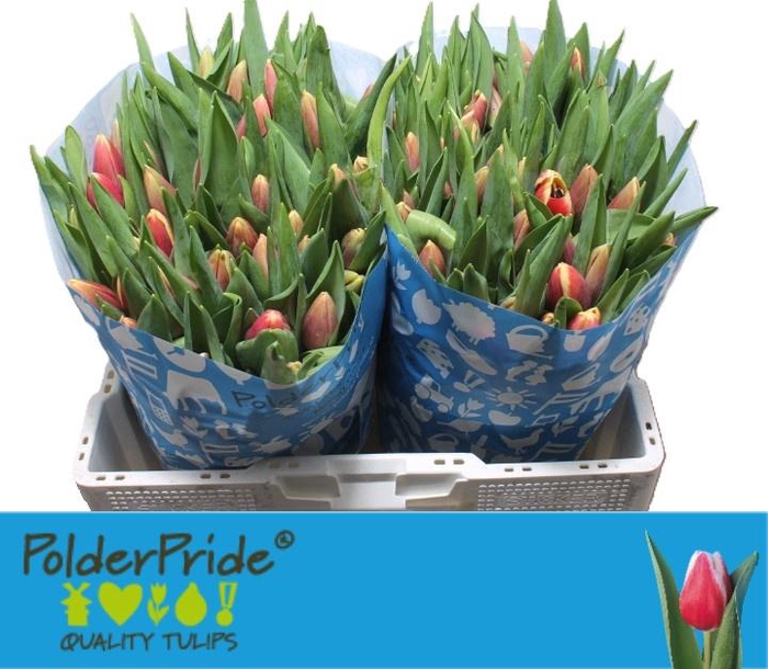 <h4>TU EN OUTFIT</h4>