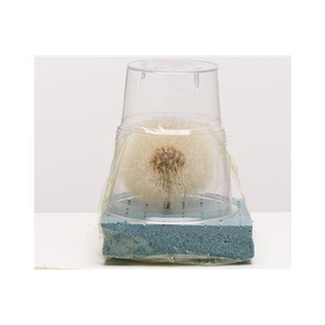 Dried Bleached Dandelion Regular