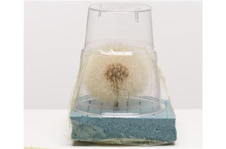 <h4>Dried Bleached Dandelion Regular</h4>