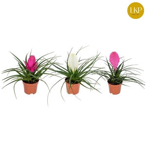 Tillandsia Gemengd (Zonder Hoes)