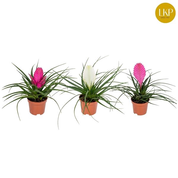 <h4>Tillandsia Gemengd (Zonder Hoes)</h4>