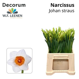 Narc G Johan Strauss