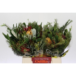 BQ Protea Dotti Portugal