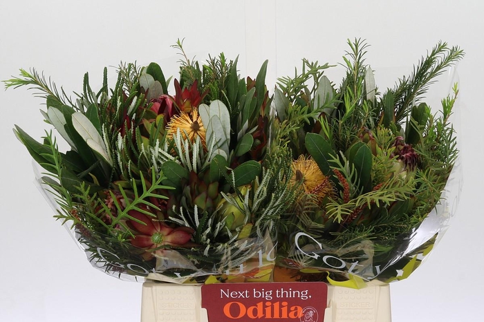 <h4>BQ Protea Dotti Portugal</h4>