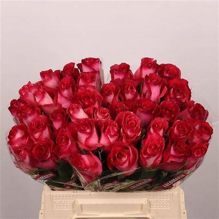 <h4>R Gr Nicoletta</h4>