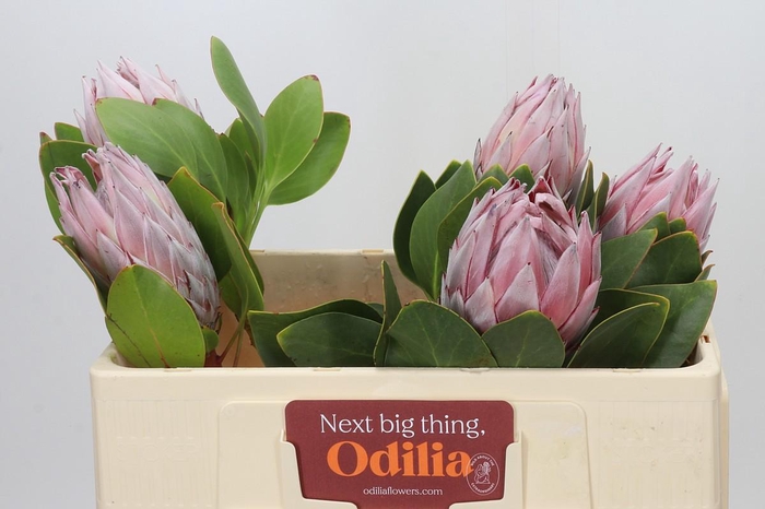 <h4>Protea Cynaroides</h4>