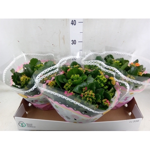 Kalanchoe blos.   ..mix in pot