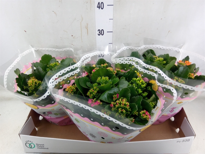 <h4>Kalanchoe blos.   ..mix in pot</h4>