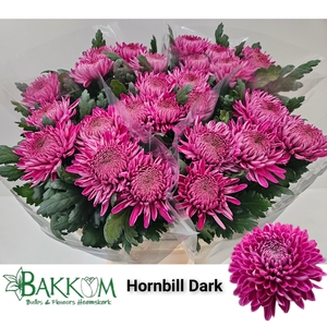 Chr G Hornbill Dark