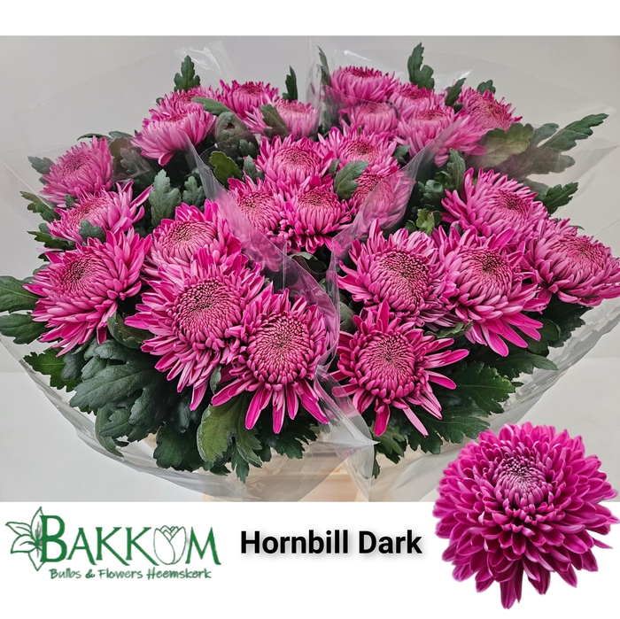 <h4>Chr G Hornbill Dark</h4>