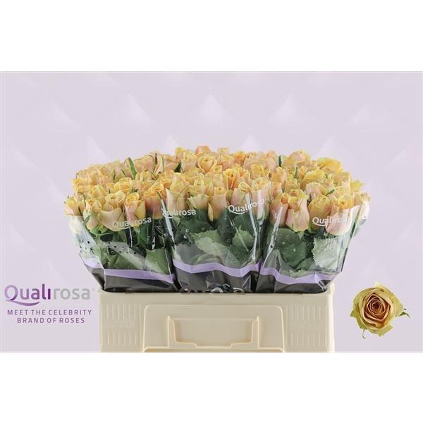 <h4>R Gr Golden Mustard</h4>