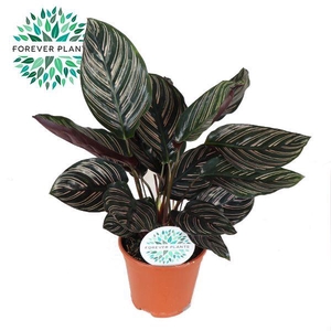 Calathea Ornata p14 PEAT FREE