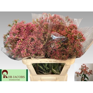 HEPTA M RO PINK STAR