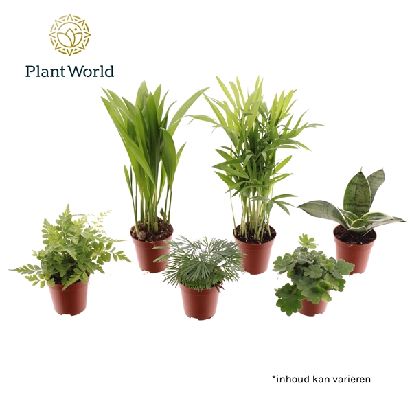 <h4>Tiny Happy Family Comfort mix 5-6 soorten (Decorum)</h4>