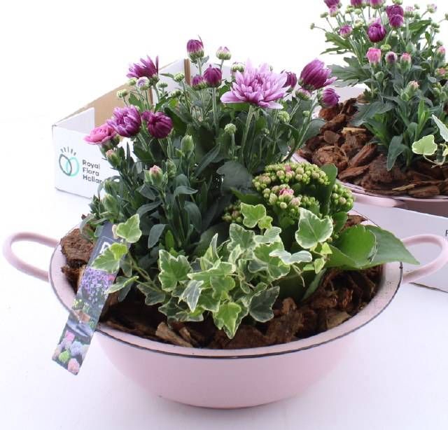 <h4>ARR TUINPLANTEN</h4>