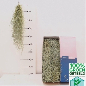 TILL USNEOIDES