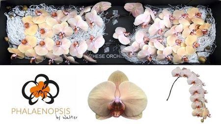 <h4>Phal Royal Peach</h4>