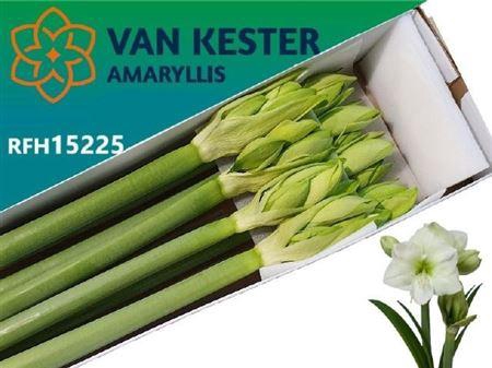 <h4>Hipp Wh Sensation</h4>