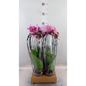 Phalaenopsis  'Elegant Cascade'