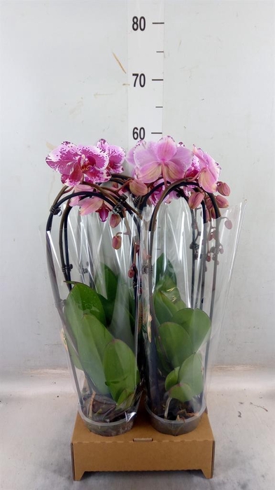 <h4>Phalaenopsis 'Elegant Cascade'</h4>